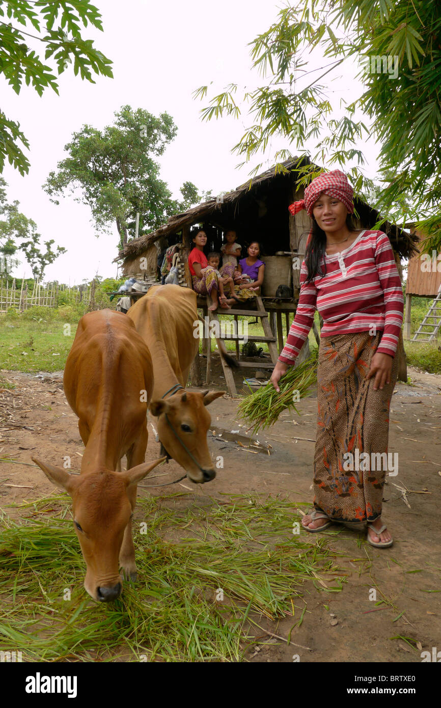 Cambogia Lib Kham (23) con le sue due mucche. Ella è un beneficiario di un DPA zootecnia progetto Ban Bung village Foto Stock