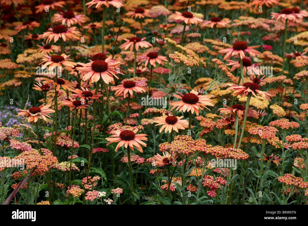 Close up di fiori di confine con Achillea paprika e Echinacea tramonto Foto Stock