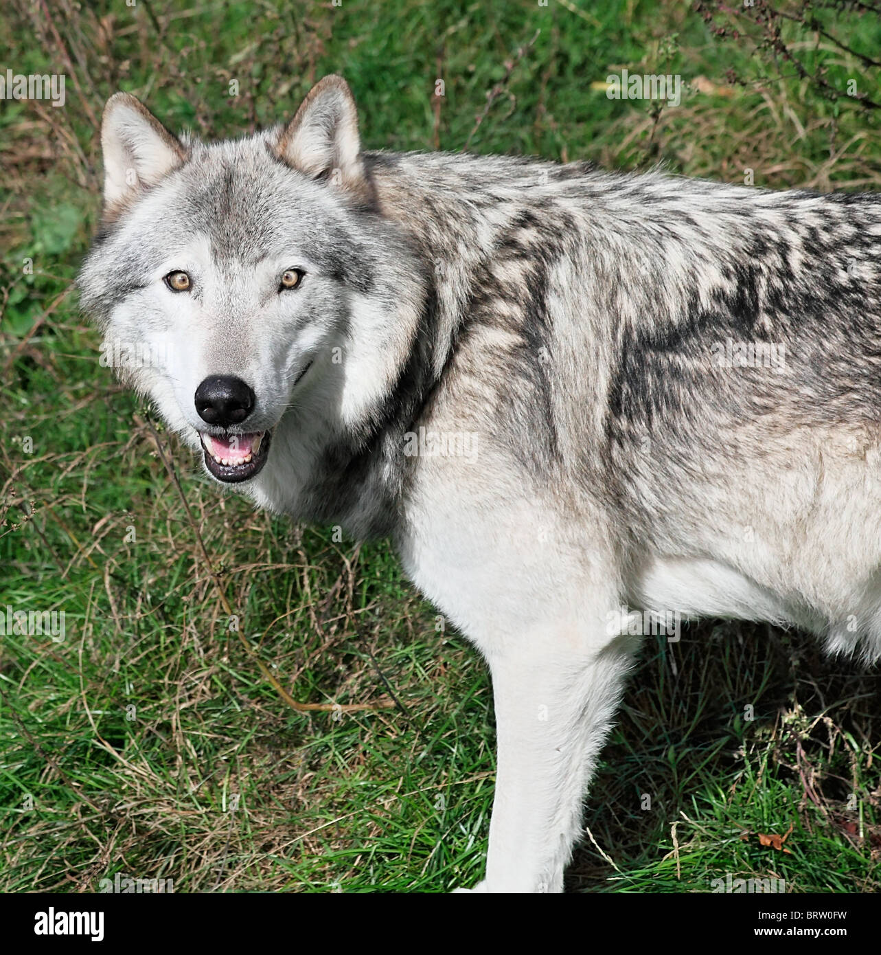 Un lupo grigio sta guardando la telecamera. Foto Stock