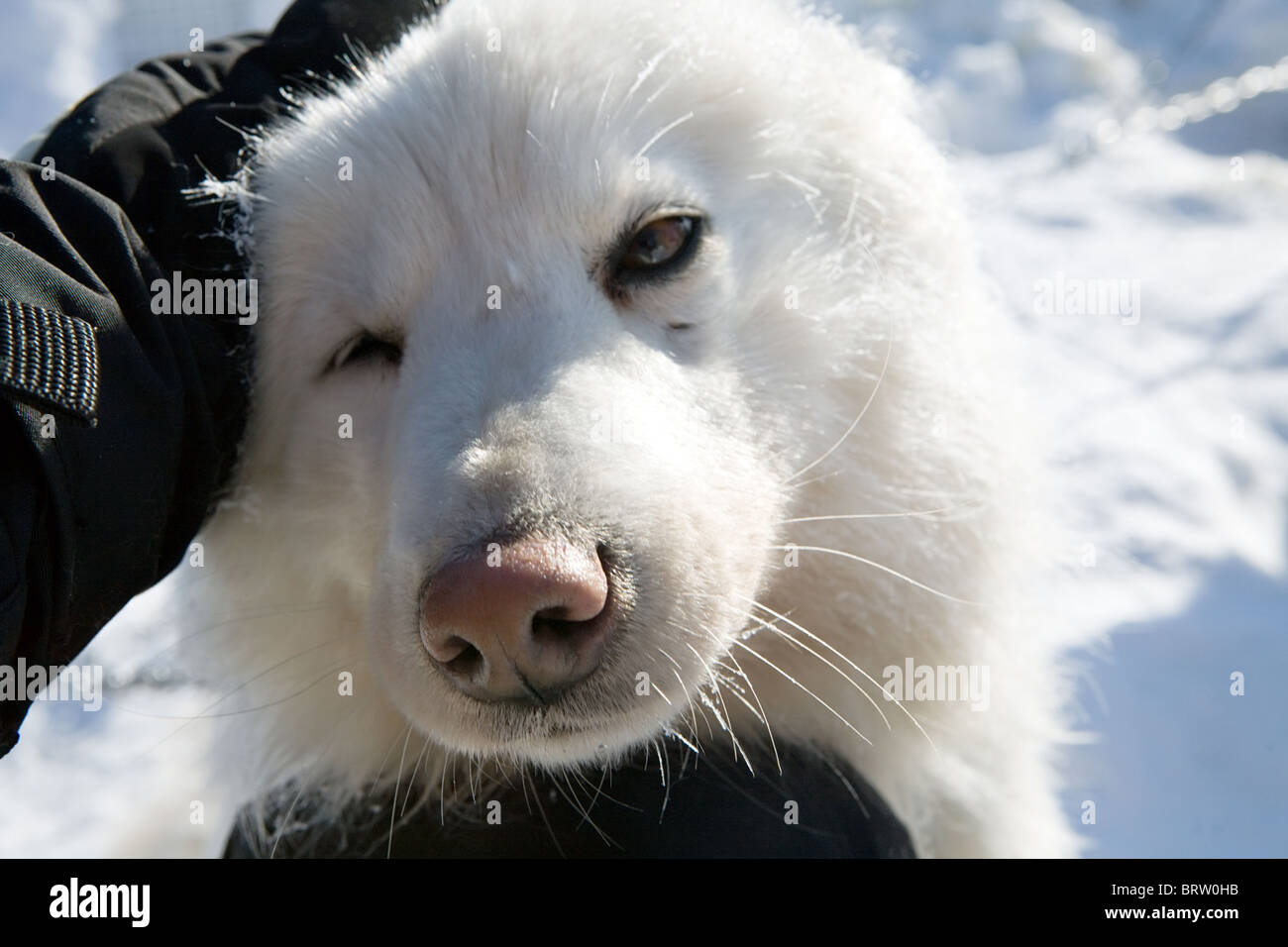 Ritratto di divertenti cane bianco Samoiedo razza in slittino Foto Stock