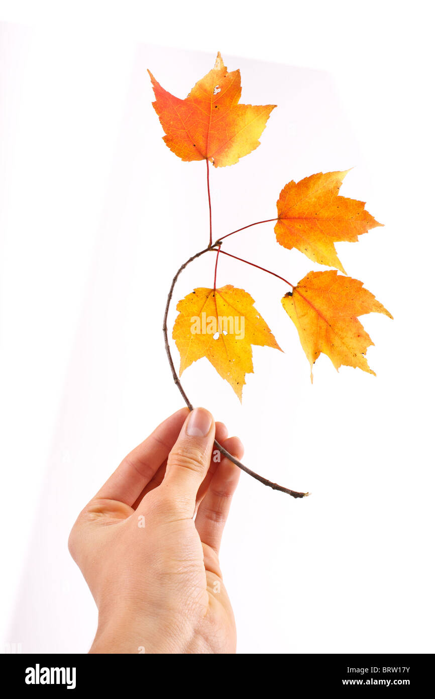 Ramoscello con colorate Foglie di autunno tenuto a mano isolato su bianco Foto Stock