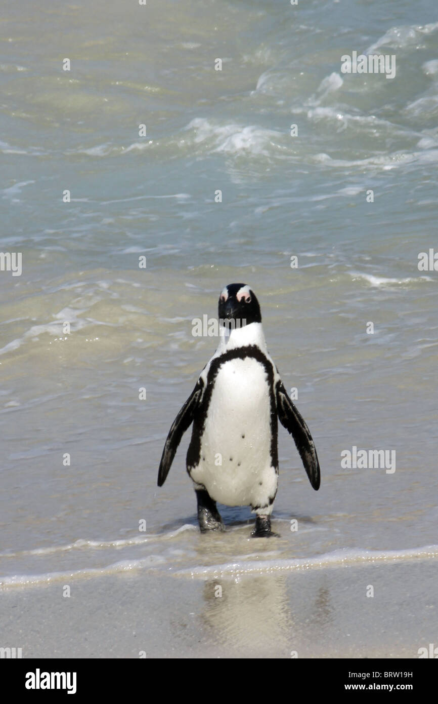Jackass penguin a massi in Sud Africa Foto Stock