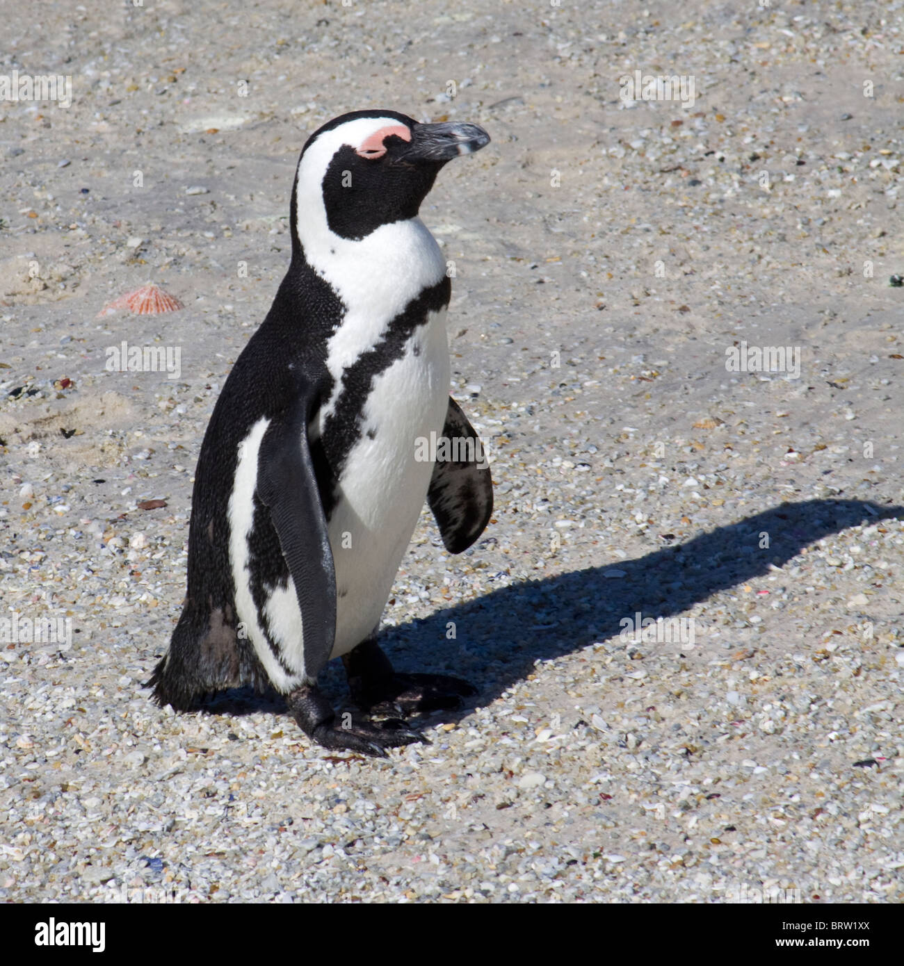 Jackass penguin a massi in Sud Africa Foto Stock