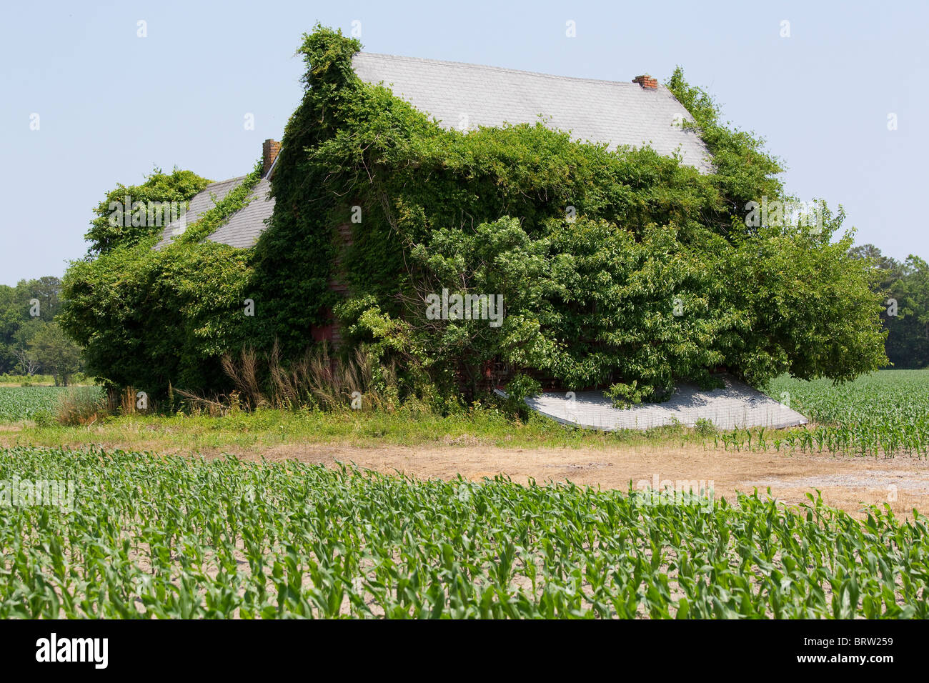 Casa abbandonata ricoperta da vegetazione, Maryland, Stati Uniti d'America Foto Stock