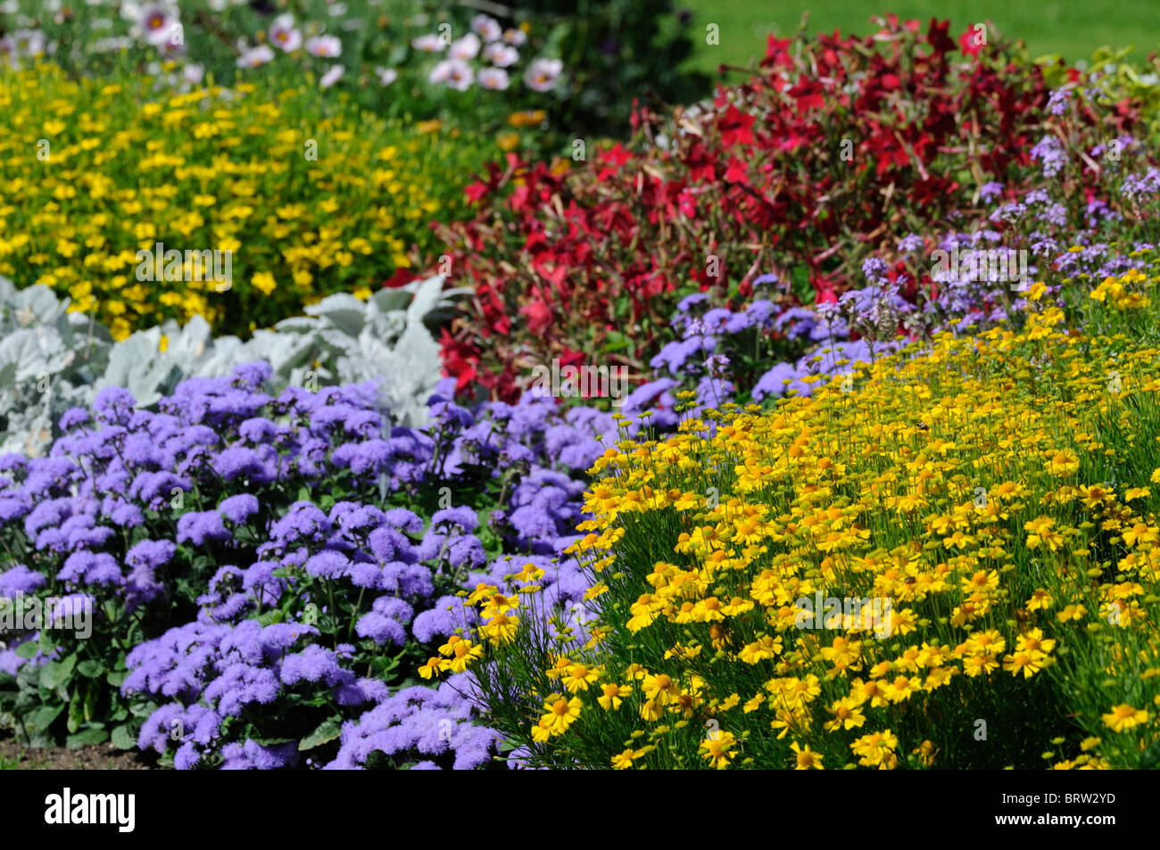 Piante erbacee perenni giardino mista confine fiori piante fiorisce blossoms colorato colorato colore colore estivo di esplosione Foto Stock