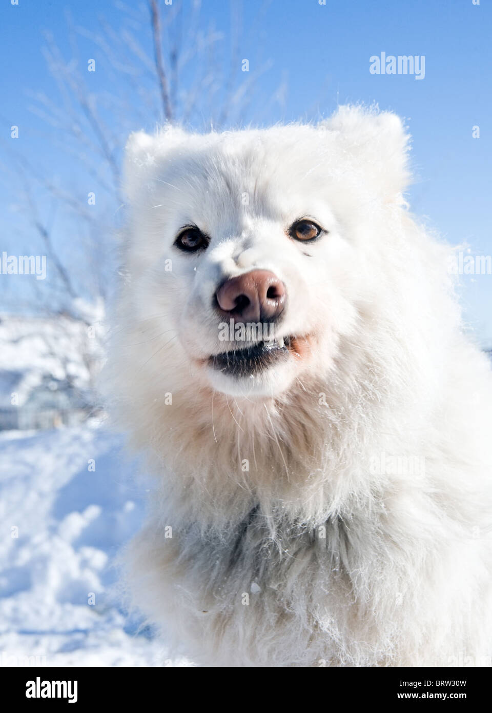 Ritratto di divertenti cane bianco Samoiedo razza in slittino Foto Stock