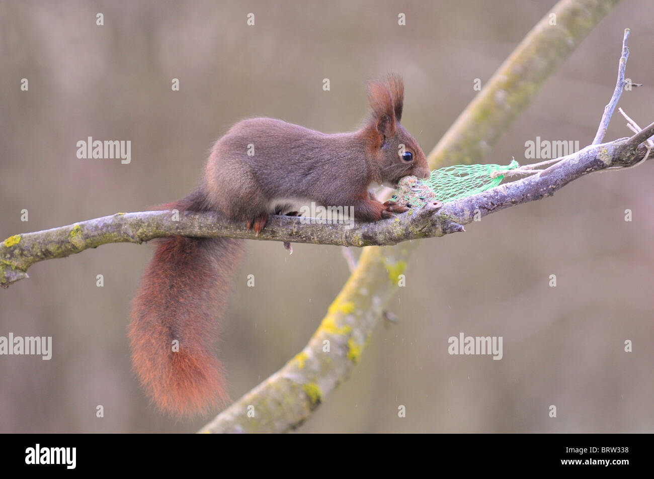 Red scoiattolo (Sciurus vulgaris) mangiare alimenti per uccelli Foto Stock