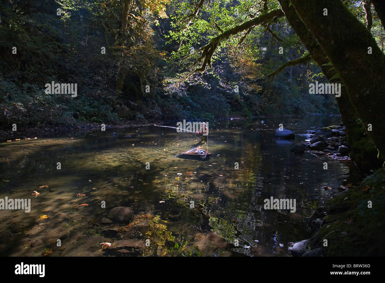 Un pescatore di colata per la trota in un piccolo ruscello, il sud del fiume Santium, in Oregon Cascade Mountains. Foto Stock