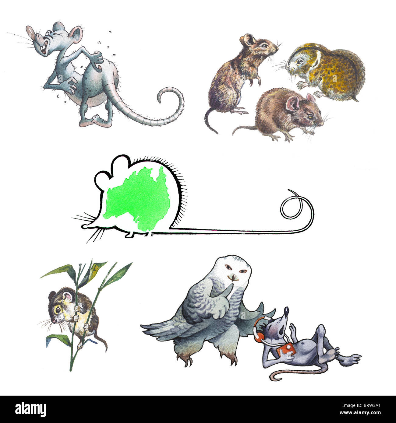 rodents 1 Foto Stock