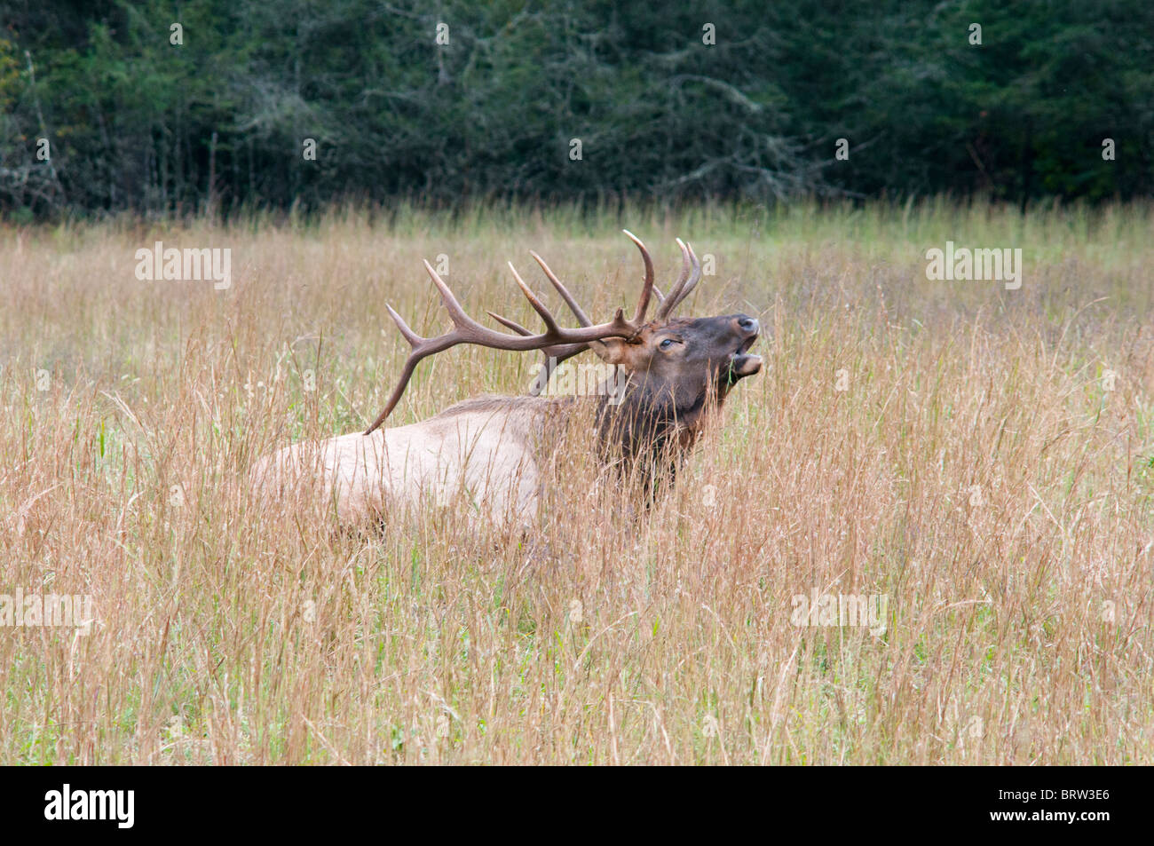 Bull elk bugling, elk rut. Foto Stock