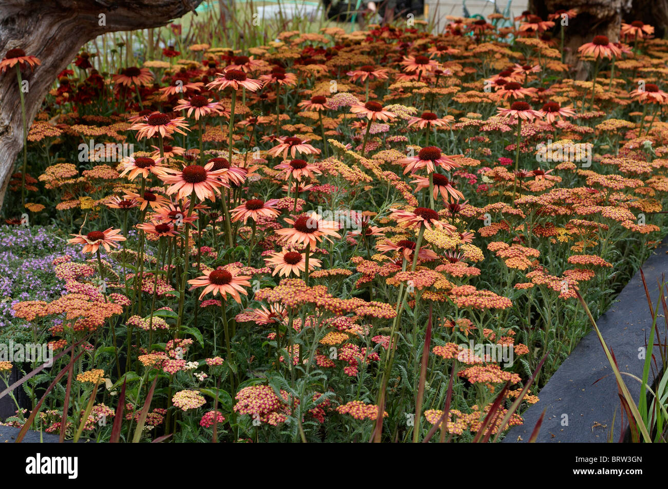 Close up di fiori di confine con Achillea paprika e Echinacea tramonto Foto Stock