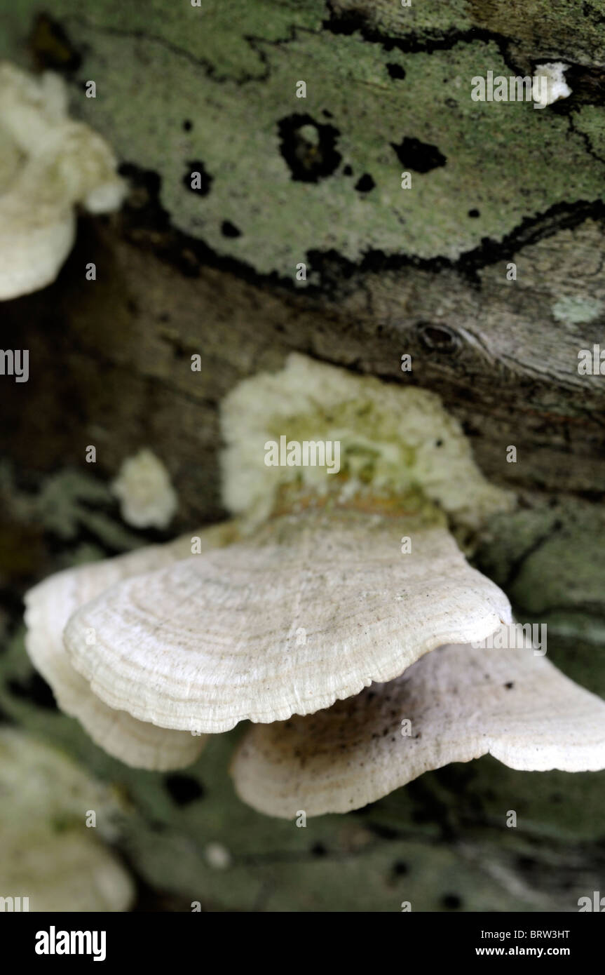 Ripiano della staffa di funghi fungo fungo frutta fruttifero corpo conk corpi morti conks decadimento decadimento legno albero ecosistema decomporsi Foto Stock
