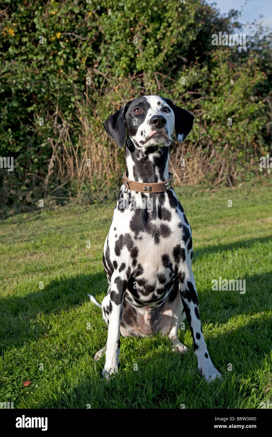 Avvistato in bianco e nero Dalmata Waterloo canili REGNO UNITO Foto Stock