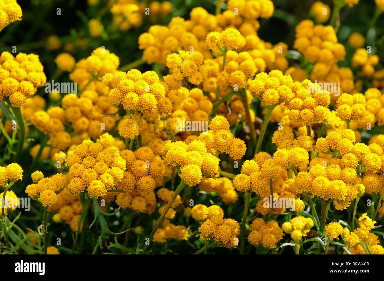 Lonas inodora 'Gold Rush' giallo fiore ageratum Foto Stock