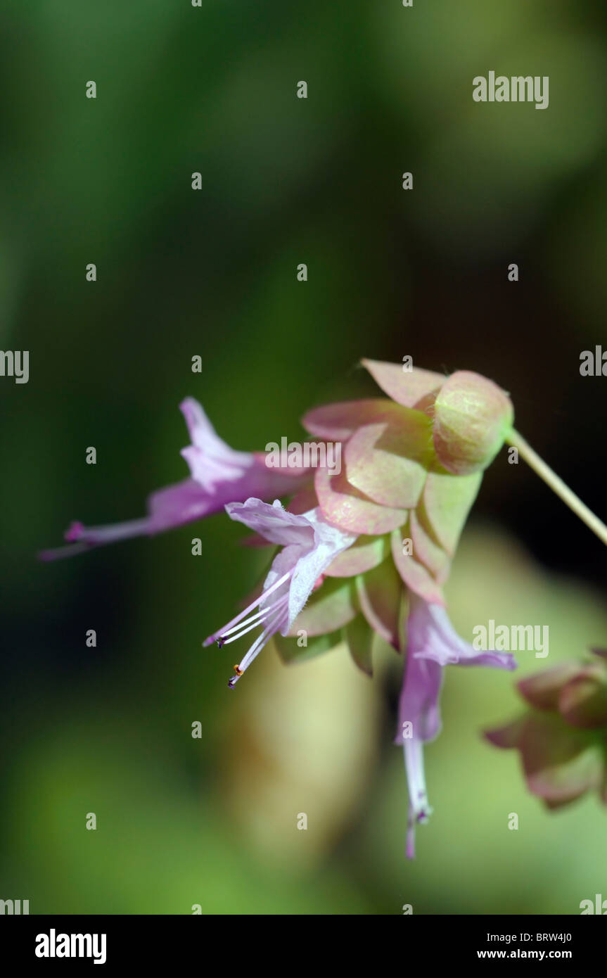 Origanum rotundifolium "Barbara Tingey' origano ornamentali hop-come brattee verde chiaro tinta di rosa-si tinge di rosa piccolo fiore lavanda Foto Stock