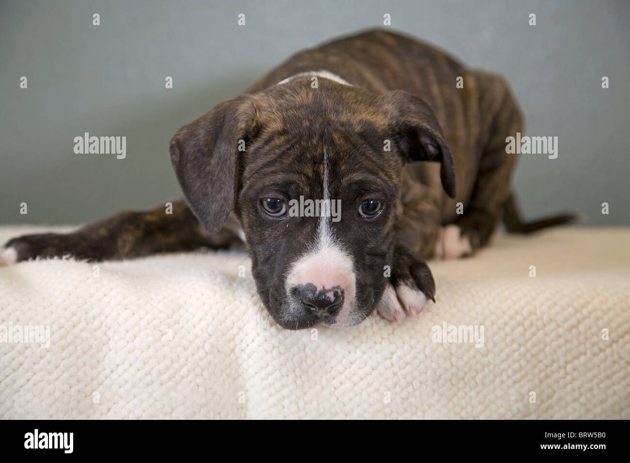 Ritratto di un pit bull cucciolo Foto Stock