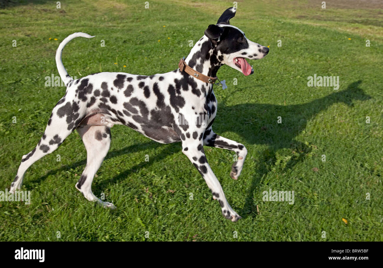 Avvistato in bianco e nero Dalmata Waterloo canili REGNO UNITO Foto Stock