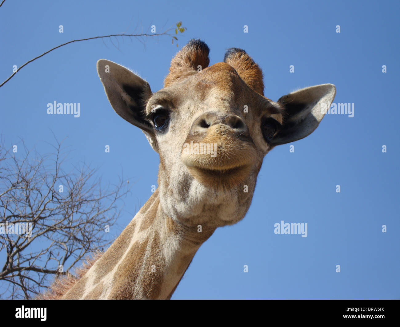 Le giraffe head close up Foto Stock