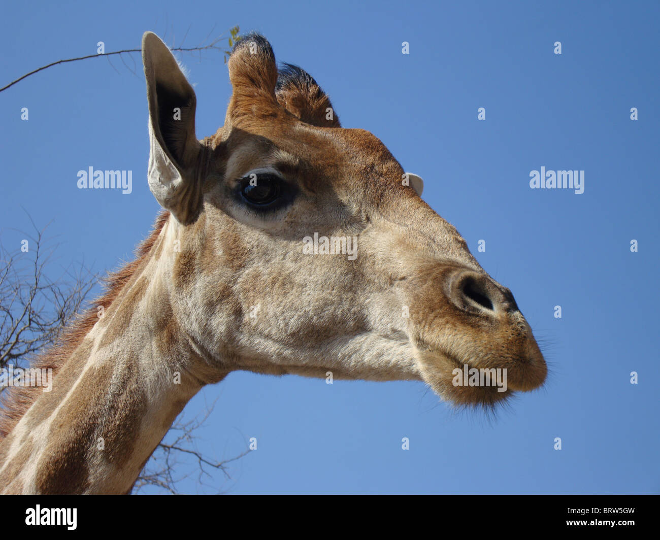 Testa di giraffe Foto Stock