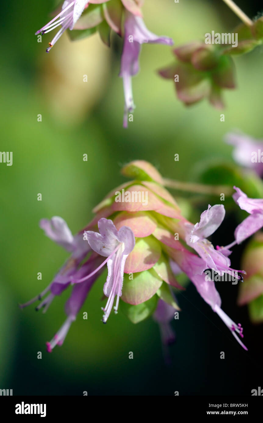 Origanum rotundifolium "Barbara Tingey' origano ornamentali hop-come brattee verde chiaro tinta di rosa-si tinge di rosa piccolo fiore lavanda Foto Stock