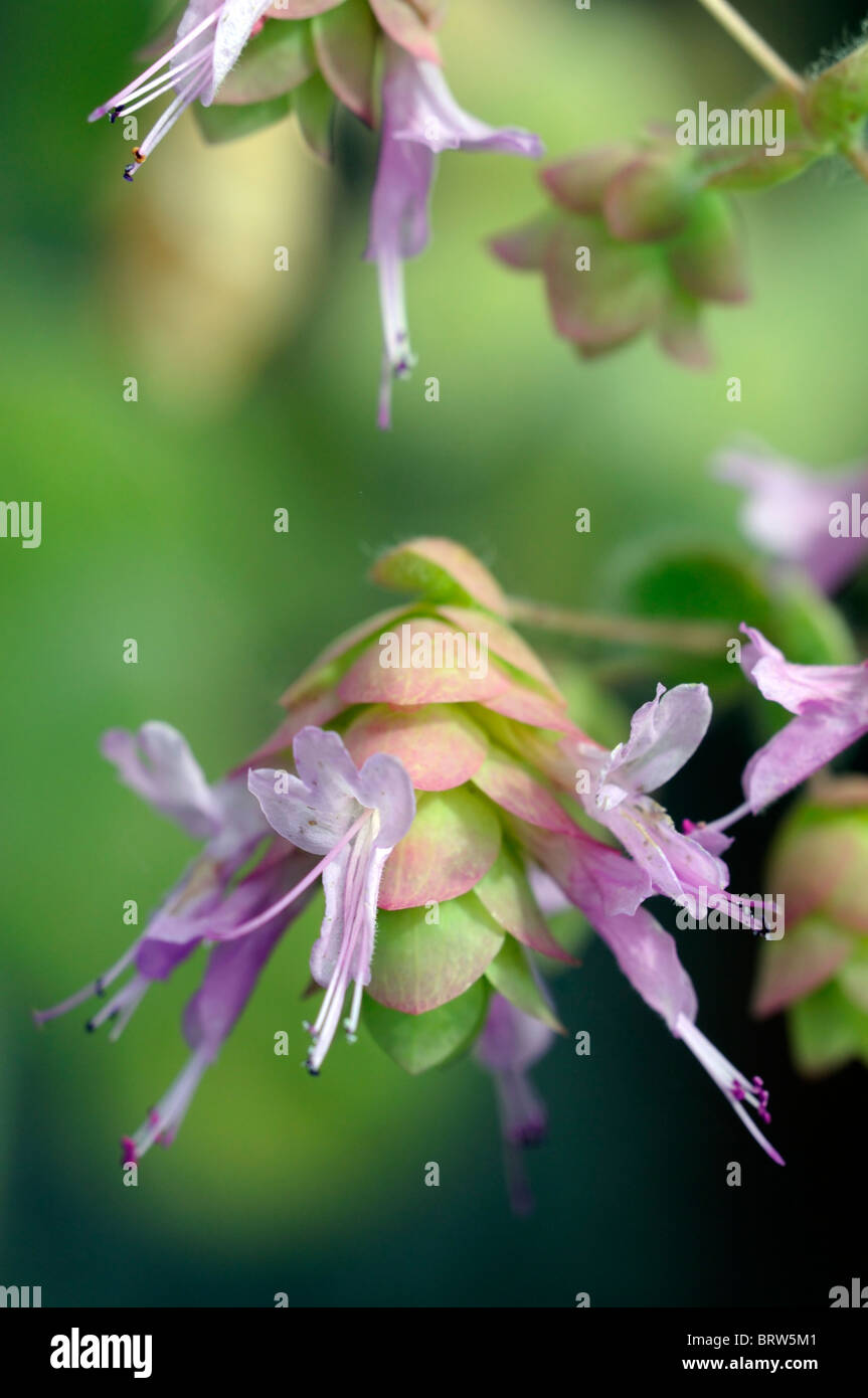 Origanum rotundifolium "Barbara Tingey' origano ornamentali hop-come brattee verde chiaro tinta di rosa-si tinge di rosa piccolo fiore lavanda Foto Stock