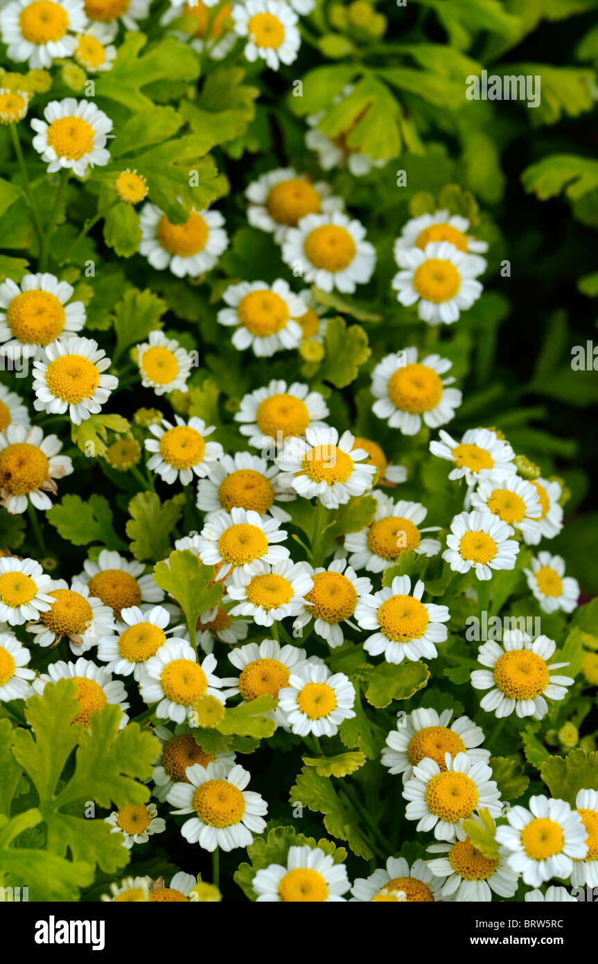 Piretro aureum " golden moss' letto fiori display Tanacetum cinerariifolium piretro margherite Foto Stock