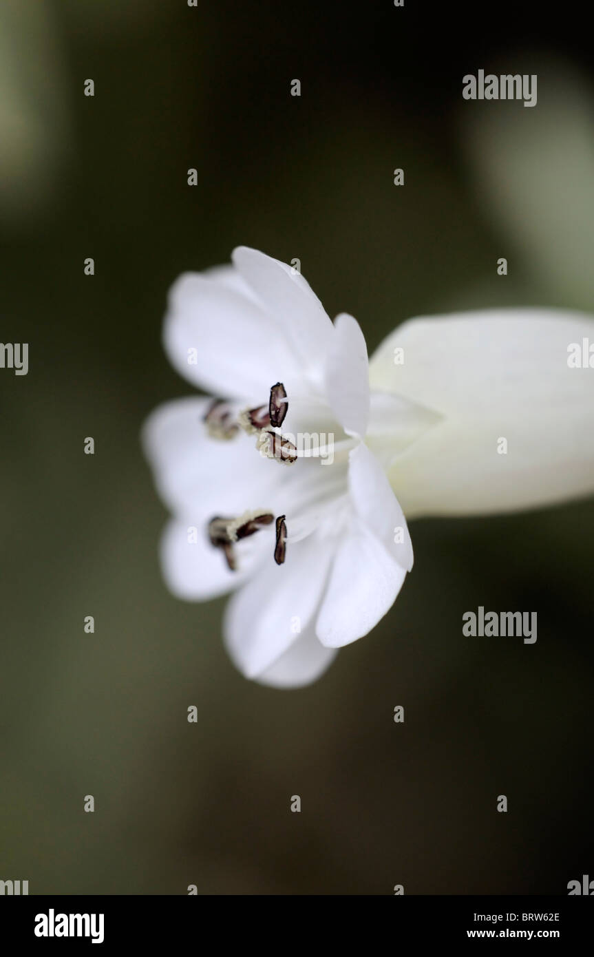 Silene uniflora Druitt variegato del fiore bianco bloom blossom sea cliff impianto Foto Stock