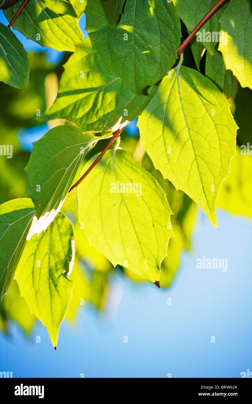 Le foglie di colore verde in presenza di luce solare con il blu del cielo Foto Stock