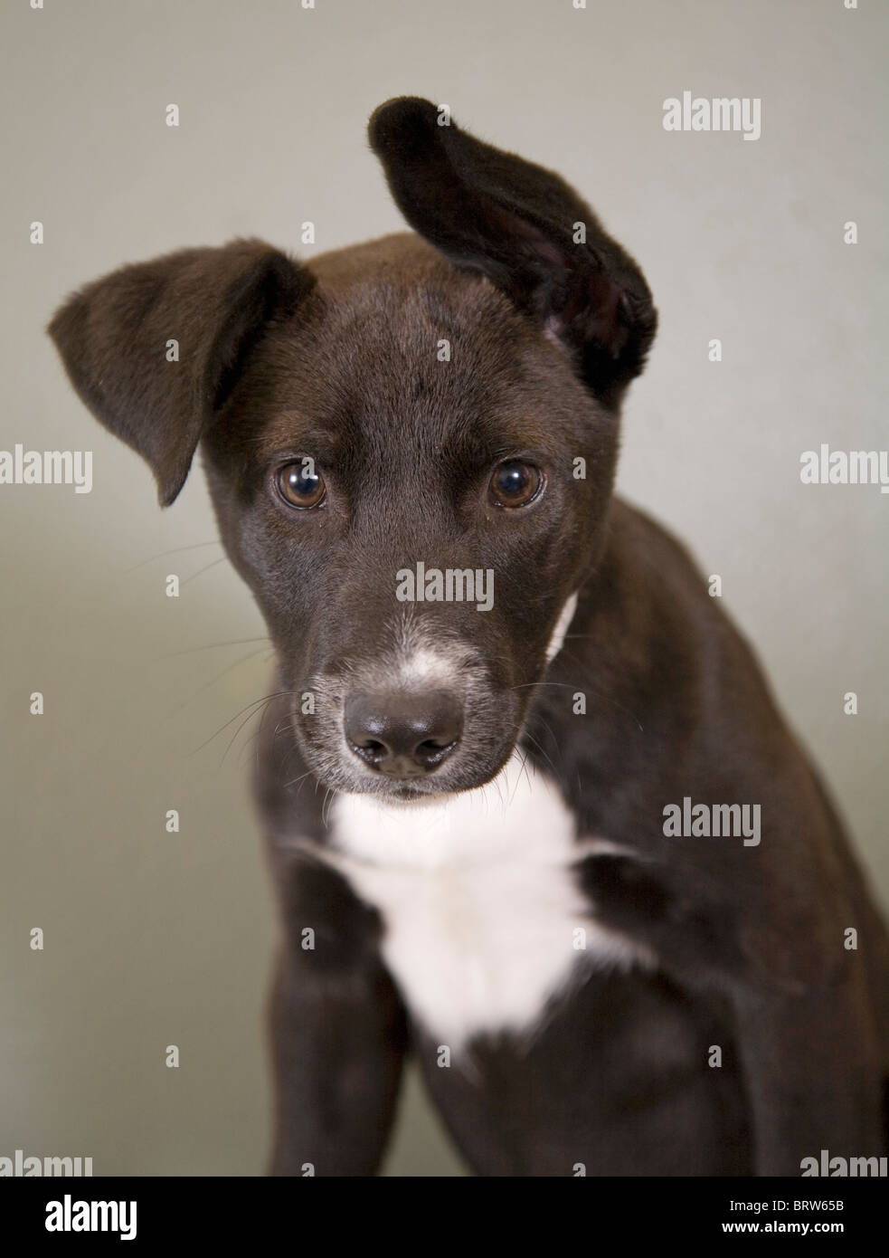 Un simpatico, flop-eared cane a una società umana facility che è alto per l'adozione. Foto Stock