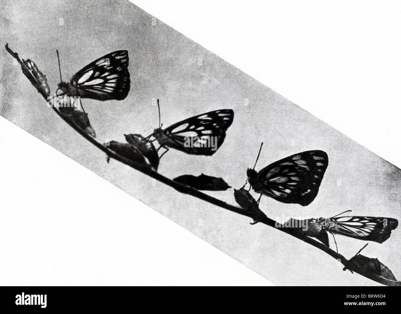 Questa 1917 mostra fotografica di Farfalle Australiano emergente dalla loro pupe. Foto Stock