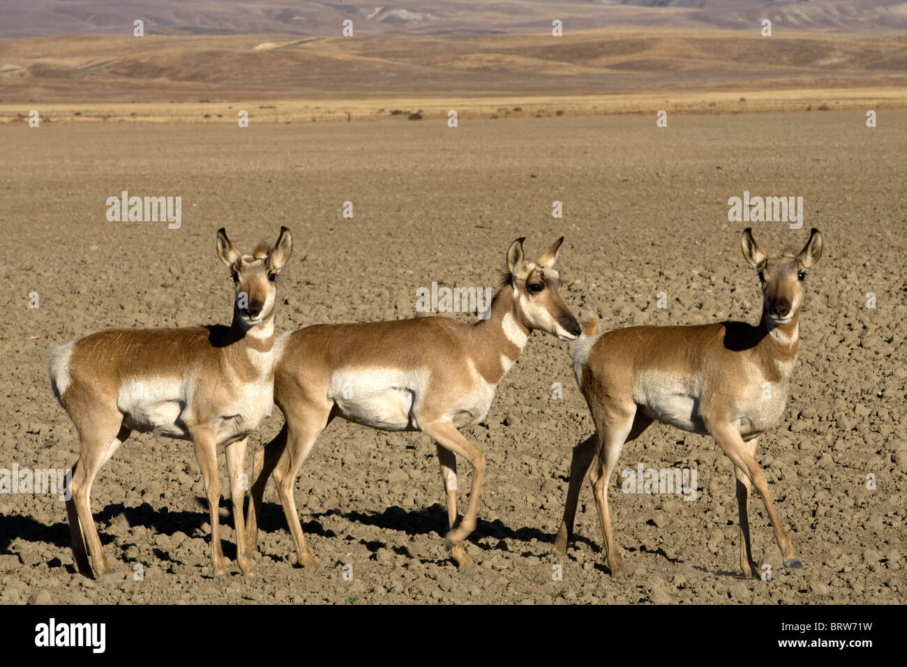 Le antilopi Pronghorn in Carrizo Plain. Foto Stock