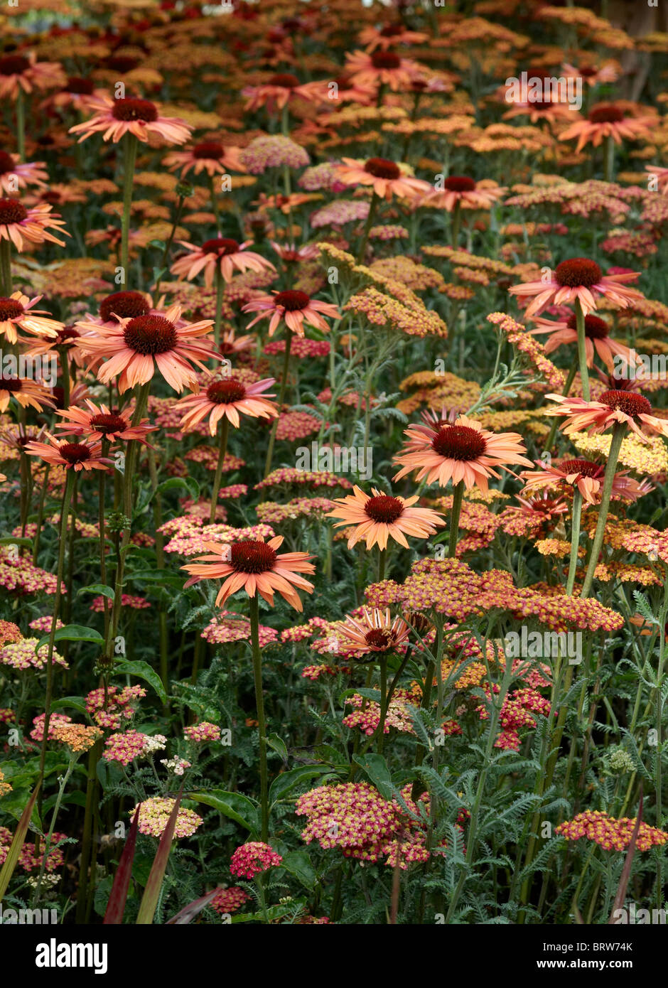 Close up di fiori di confine con Achillea paprika e Echinacea tramonto Foto Stock
