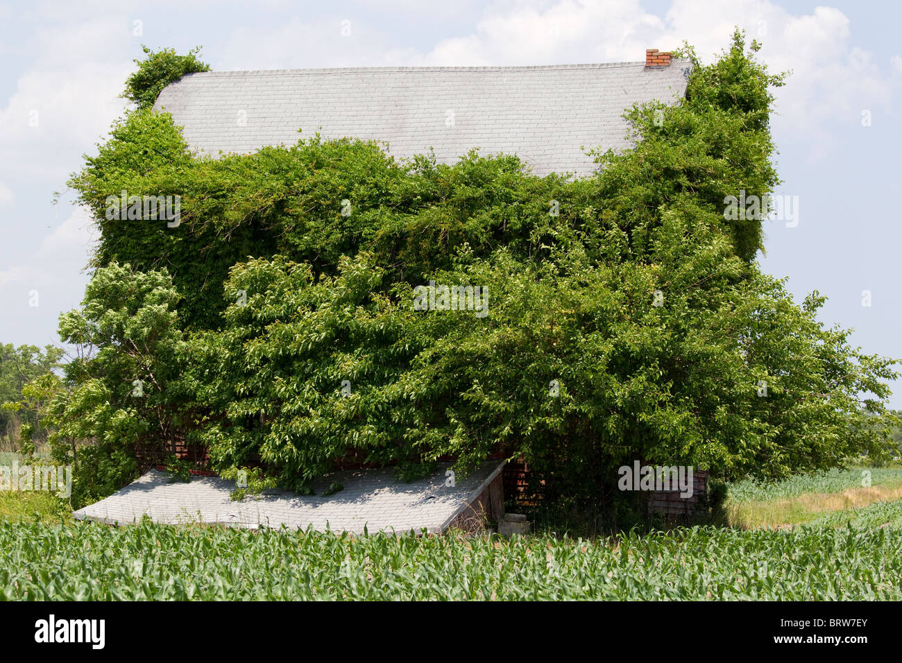 Casa abbandonata ricoperta da vegetazione, Maryland, Stati Uniti d'America Foto Stock
