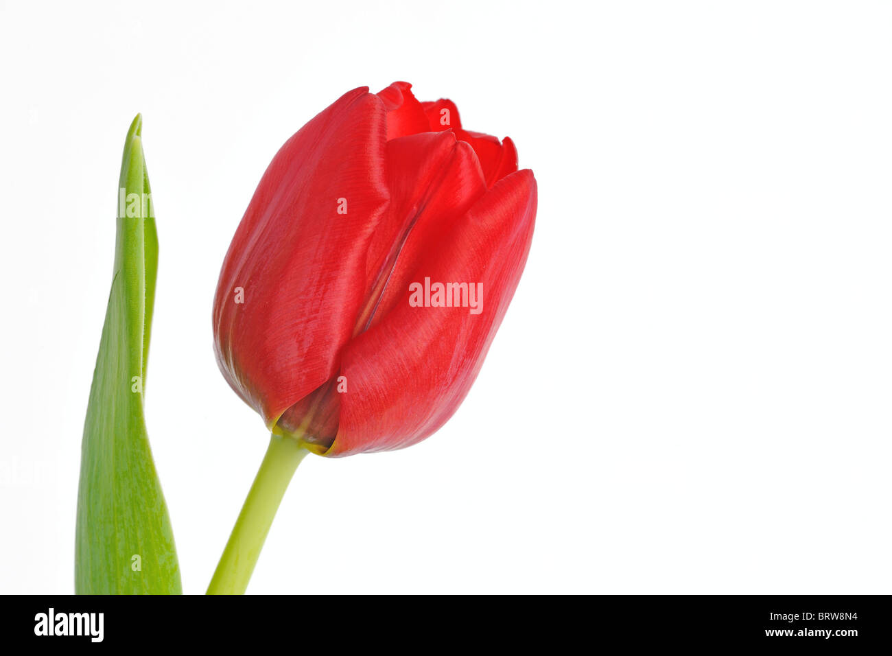Tulipano (Tulipa) Foto Stock