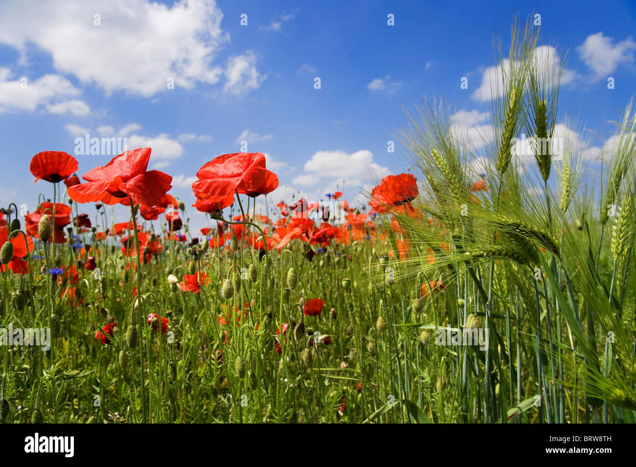 Il mais papavero, campo papavero, Fiandre o di papavero rosso papavero (Papaver rhoeas), orzo Foto Stock