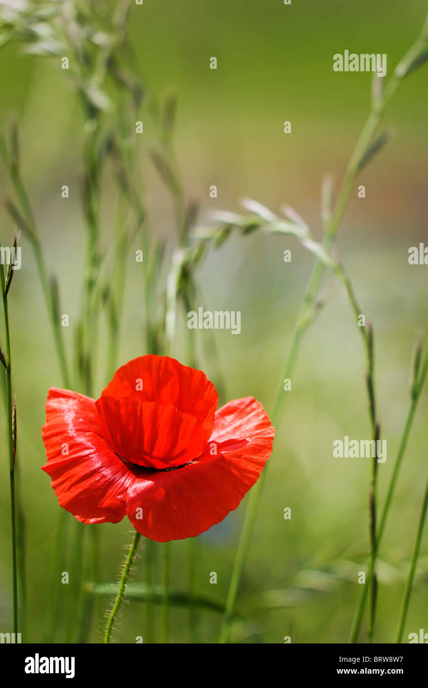 Il mais papavero, campo papavero, Fiandre o di papavero rosso papavero (Papaver rhoeas) Foto Stock