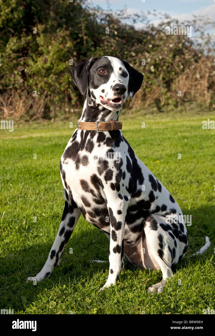 Avvistato in bianco e nero Dalmata Waterloo canili REGNO UNITO Foto Stock