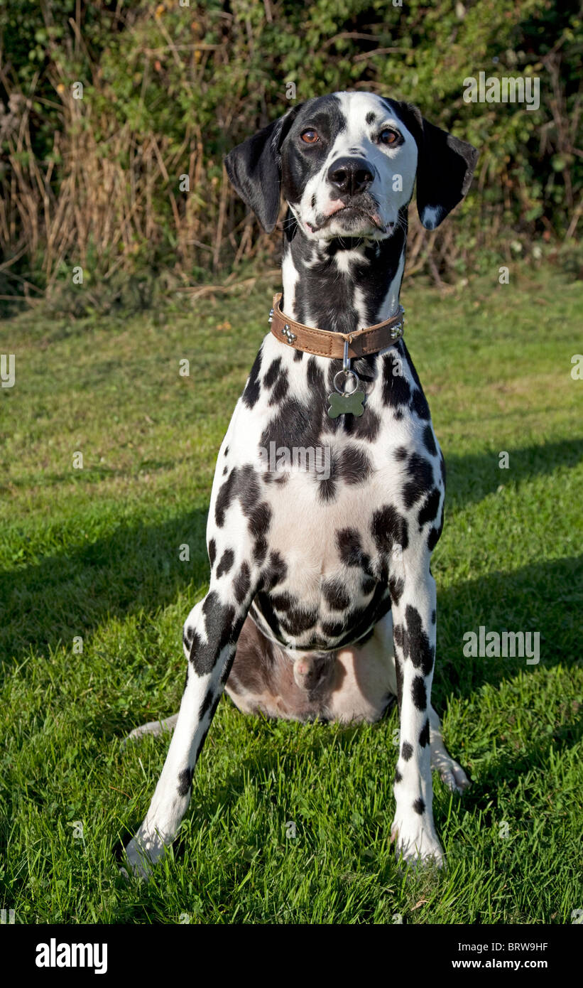 Avvistato in bianco e nero Dalmata Waterloo canili REGNO UNITO Foto Stock