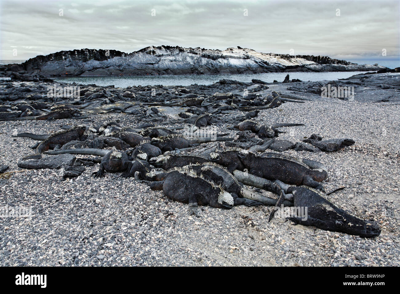 Galapagos iguane di mare (Ablyrhinchus christatus), Colonia, riscaldamento su rocce laviche al mare, Fernandina, Punta Espinosa, isola Foto Stock