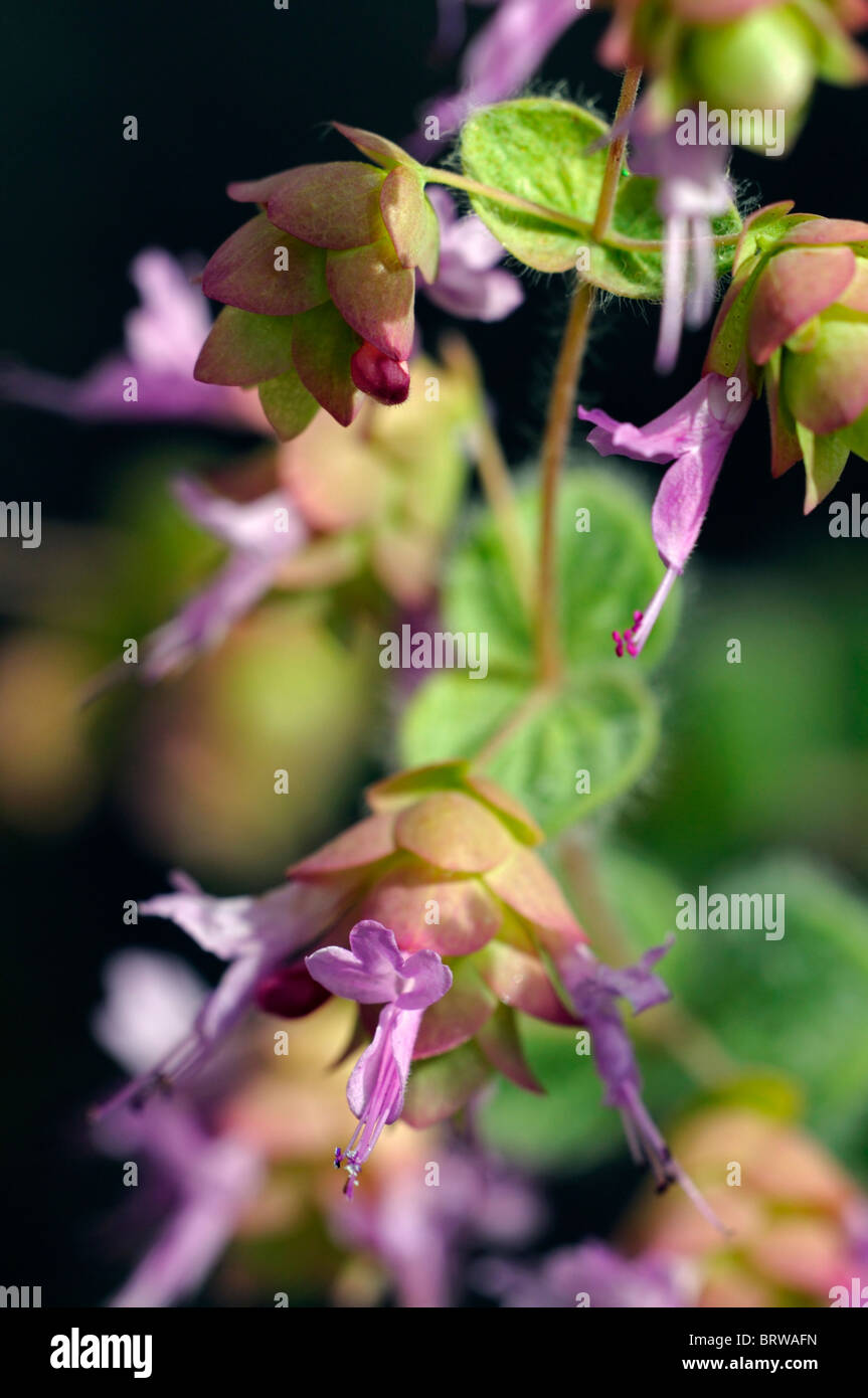 Origanum rotundifolium "Barbara Tingey' origano ornamentali hop-come brattee verde chiaro tinta di rosa-si tinge di rosa piccolo fiore lavanda Foto Stock