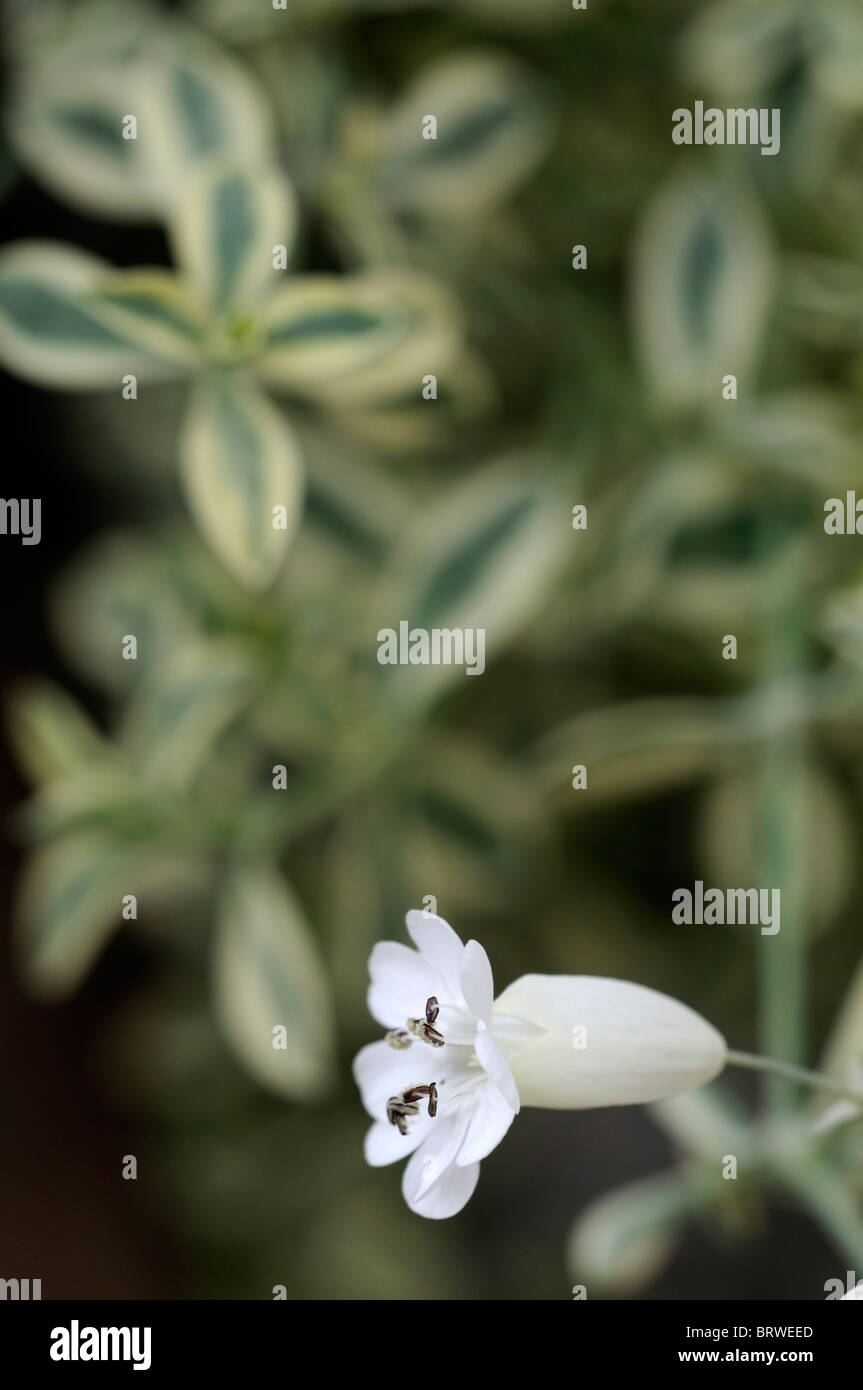 Silene uniflora Druitt variegato del fiore bianco bloom blossom sea cliff impianto Foto Stock