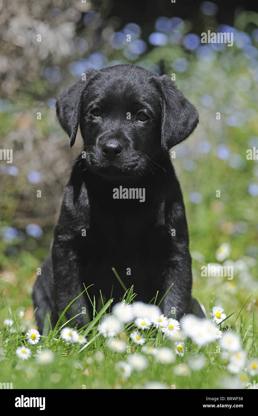 Il Labrador Retriever (Canis lupus familiaris), nero cucciolo seduto in un giardino. Foto Stock