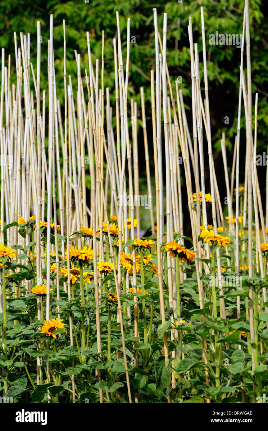 Girasole Helianthus annuus maze supporto supportato treno canna di bambù blossom blooming Asteraceae Compositae Asteridae Asterales Foto Stock