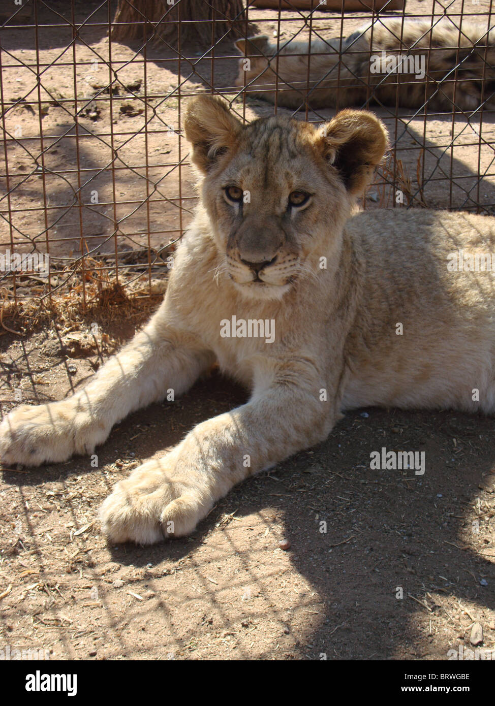 Baby Lion cub stabilite Foto Stock