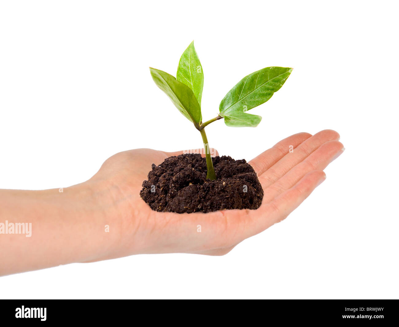 Aprire donna mano con piccola pianta verde in essa, contro uno sfondo bianco Foto Stock