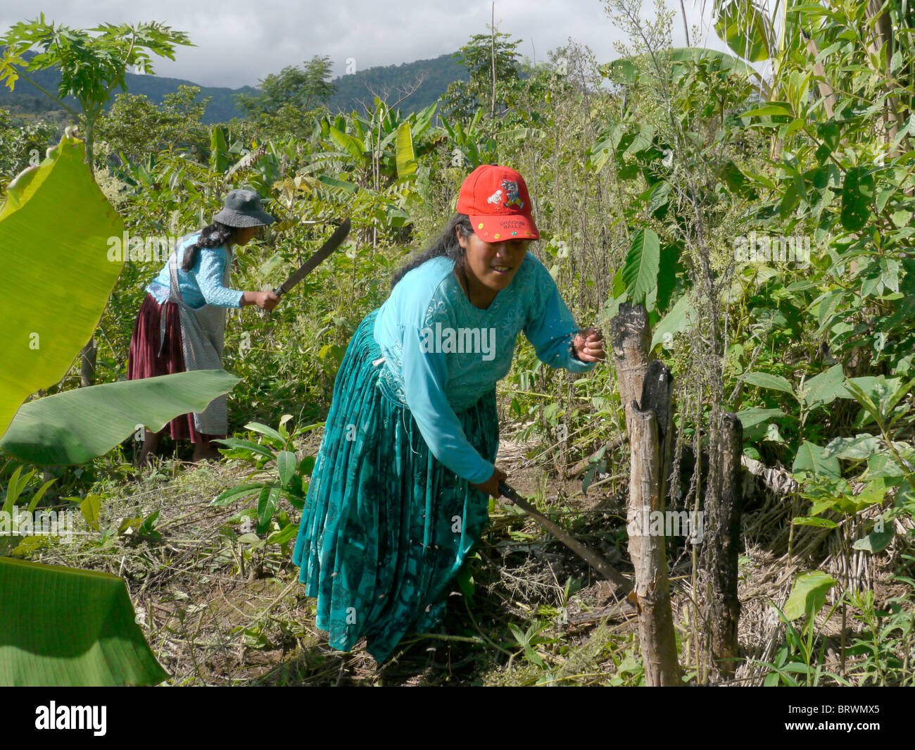 BOLIVIA ECOTOPS Progetti in Alto di Beni. Le donne la coltivazione di terreni a Communidad Los Palmeros. fotografia di Sean Sprague Foto Stock