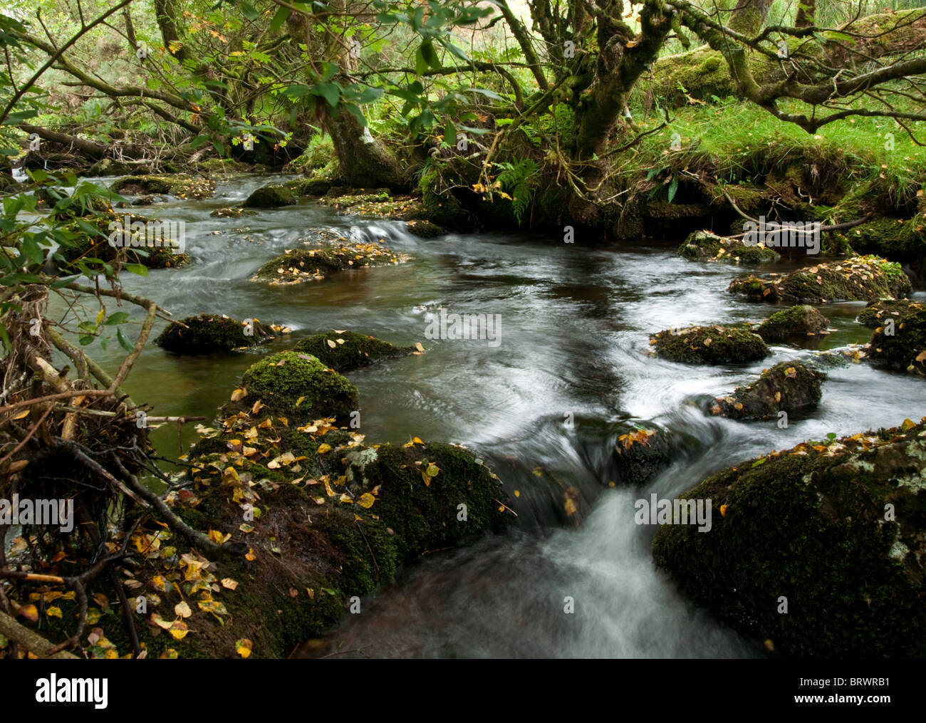 Un flusso a Dartmoor Foto Stock