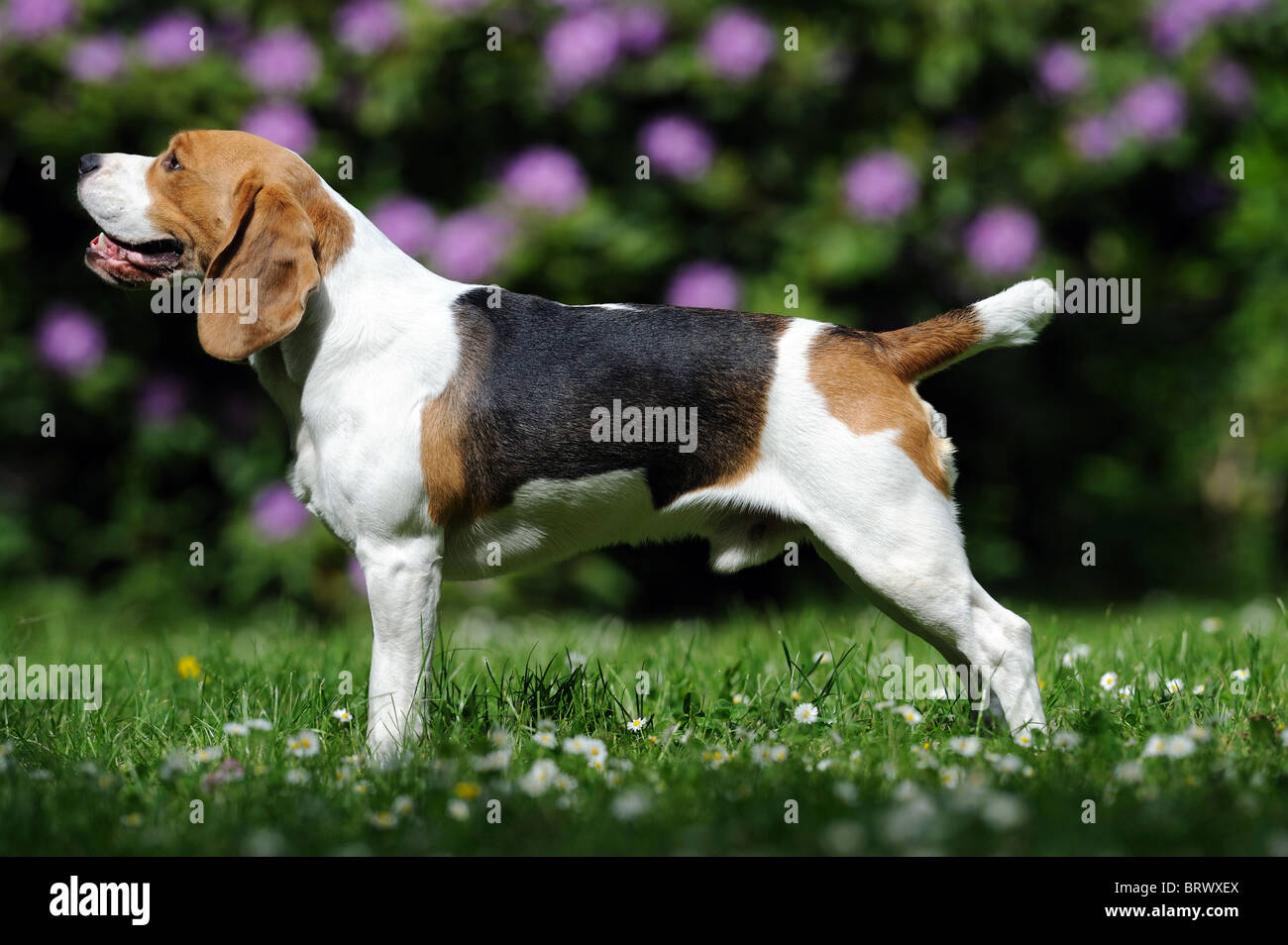 Beagle (Canis lupus familiaris). Voce maschile in piedi su erba, vista laterale. Foto Stock