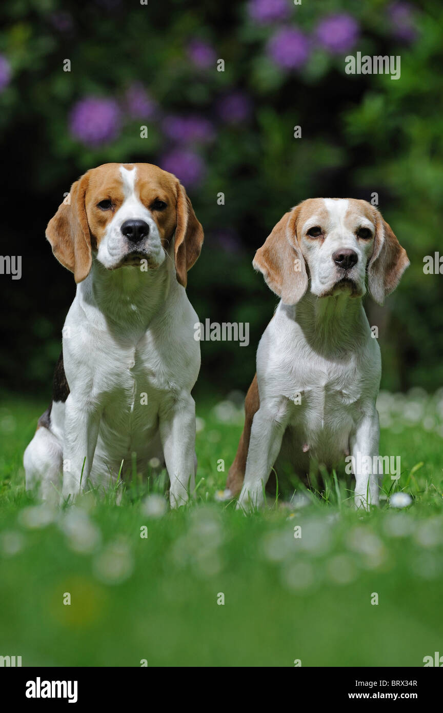 Beagle (Canis lupus familiaris). Coppia seduta in un giardino. Foto Stock
