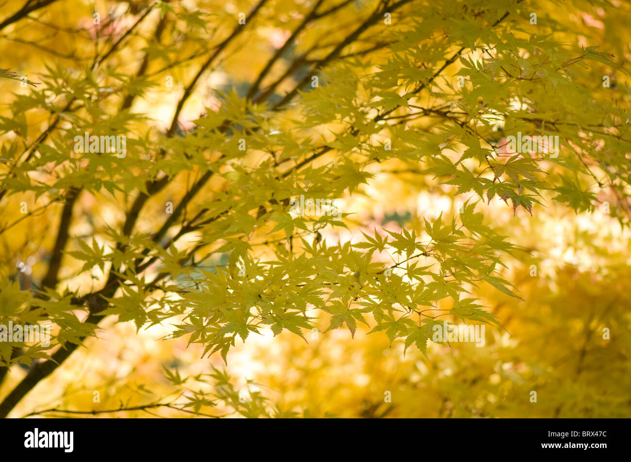 Close-up immagine della bella colori autunnali del giapponese acero lascia anche noto come Acer Palmatum. Foto Stock